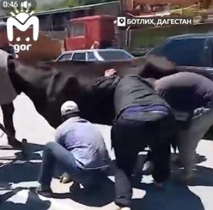 В Дагестане жители села всем миром не дали корове «попить бетона»