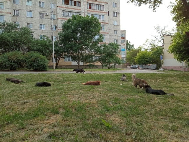 <i>На Ставрополье Дума утвердила закон по обращению с животными</i>