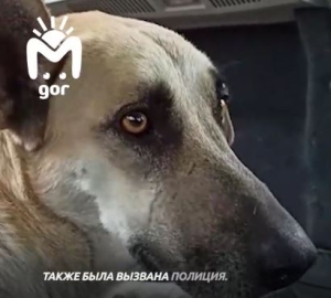 Во Владикавказе пьяный мужчина напал на пса с кинжалом