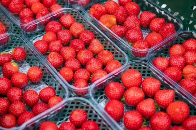 <i>Для выращивания такой ягоды используют передовые технологии</i>