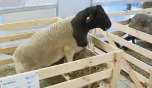 Генофонд и качество корма: ученые СКФУ ведут разработки в области мясного овцеводства
