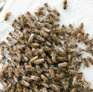 МТС обеспечила пчеловодов Кабардино-Балкарии надёжной связью и интернетом