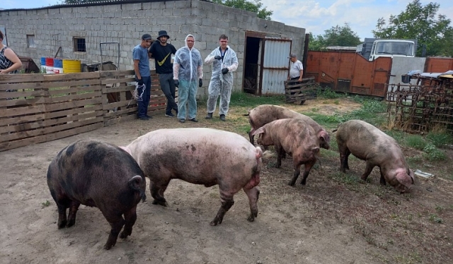 <i>В двух округах на Ставрополье избавятся от свиней из-за чумы</i>