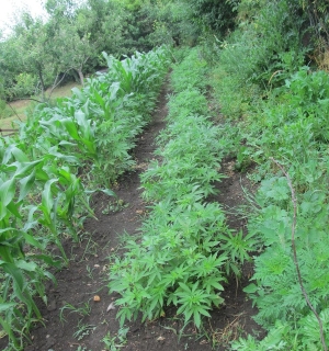 В КЧР 56-летний житель аула Адыге-Хабль превратил огород в наркоплантацию
