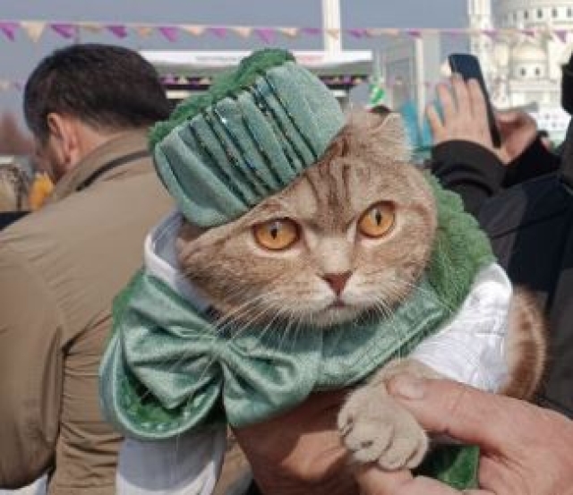 <i>На фестивале черемши в Шали выбрали самого стильного кота</i>
