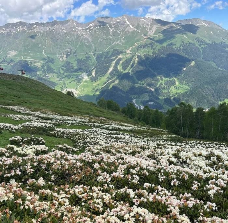 В горах Карачаево-Черкесии можно полюбоваться волшебным цветением рододендронов