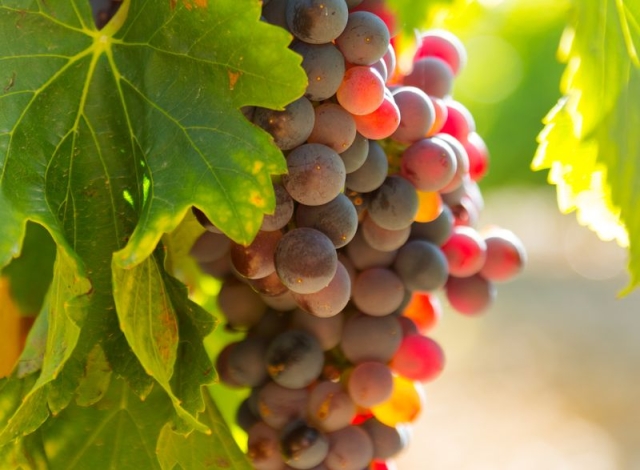 <i>Компании Дагестана в 2023 году инвестировали в виноградарство ₽3 млрд</i>