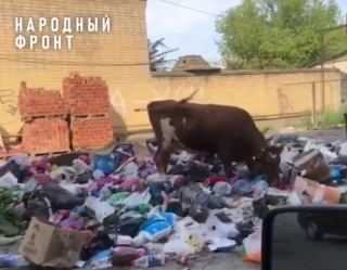 Общественники показали шокирующее видео из Буйнакска: Крысы и коровы на мусорках