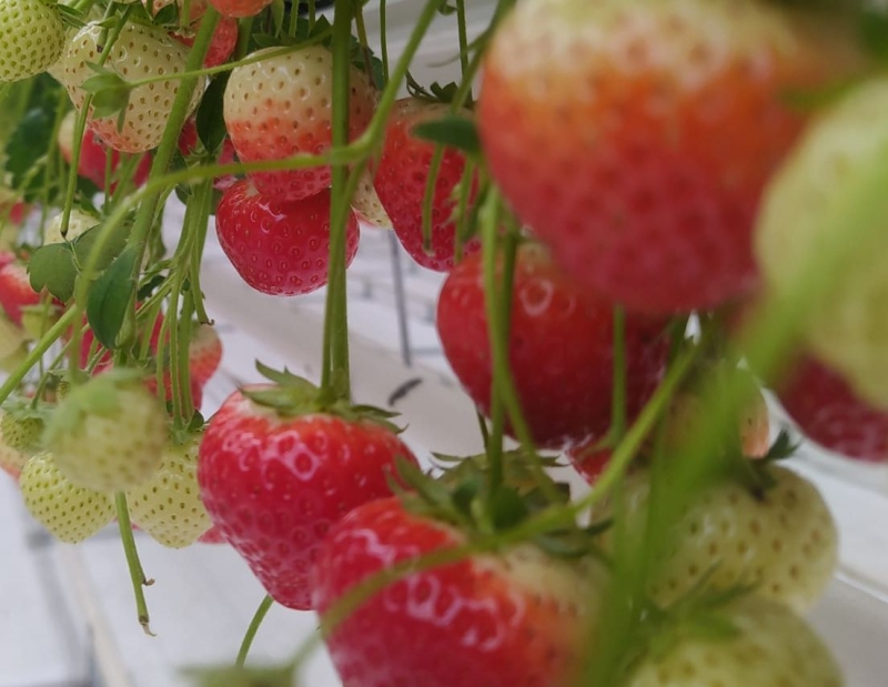 Жителей Ставрополя приглашают за ягодами и овощами 22 июня на две летние ярмарки