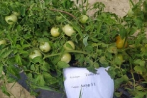 На Ставрополье выращивают овощи для детского питания