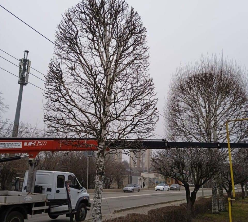 Новые весенние стрижки сделают почти 900 деревьям в Ставрополе
