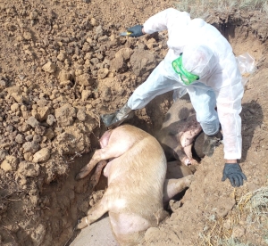 На Ставрополье правоохранители ищут свиновода, бросившего трупы заражённых свиней