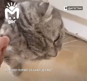 Буллинг кошки завершился для Хасбика миллионными просмотрами «ЧБД»