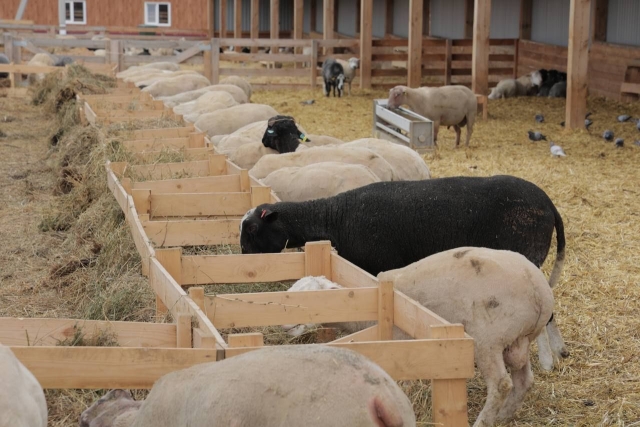 <i>Овцеводческий селекционно-генетический центр открыли на Ставрополье</i>