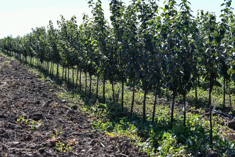 Саженцы плодовых деревьев получат многодетные семьи Карачаево-Черкесии