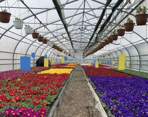 В теплицах Предгорного округа в год выращивают более миллиона цветов в год