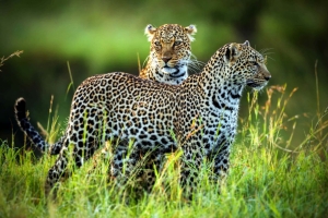 В Чечне заметили краснокнижного переднеазиатского леопарда