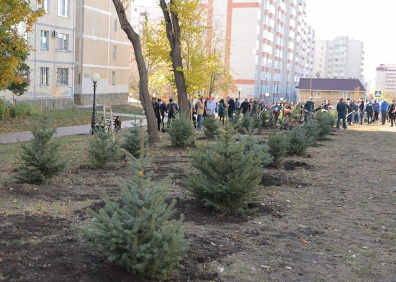 В прошлом году в Ставрополе высадили больше 13 тысяч деревьев