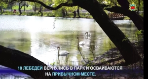 В чистые пруды Владикавказа выпустили лебедей