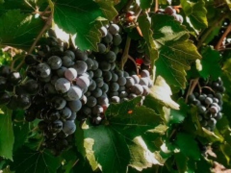 За минувшие 30 лет урожайность винограда на Ставрополье выросла вдвое