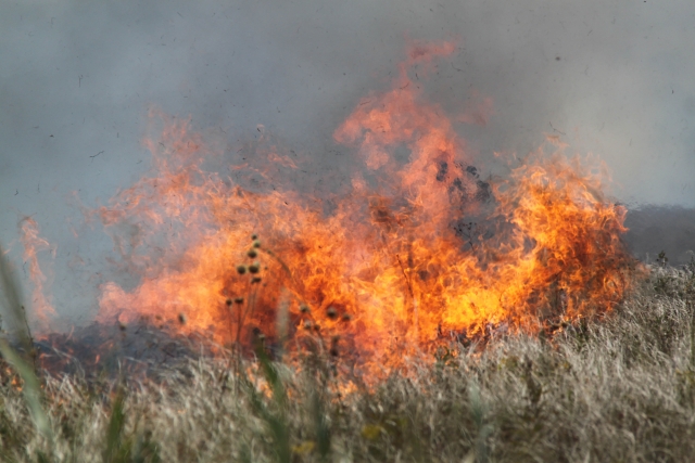 <i>Ингушетия, КБР, РСО-Алания и Ставрополье не допустили лесных пожаров в 2023 году</i>