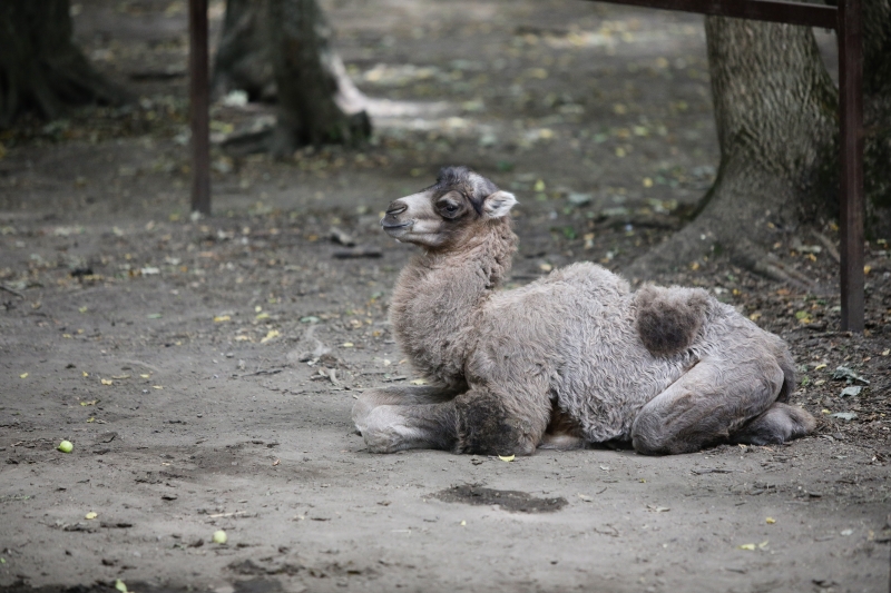 Недавно родившийся верблюжонок живет в вольере с родителями