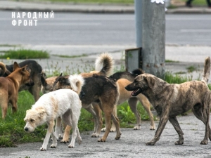 Моздокский район Северной Осетии остался без приюта для животных
