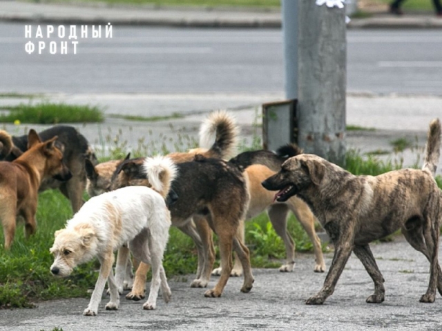 <i>Моздокский район Северной Осетии остался без приюта для животных</i>