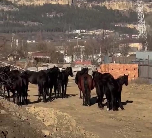 <i>Кисловодск не конюшня: В городе арестован табун лошадей</i>