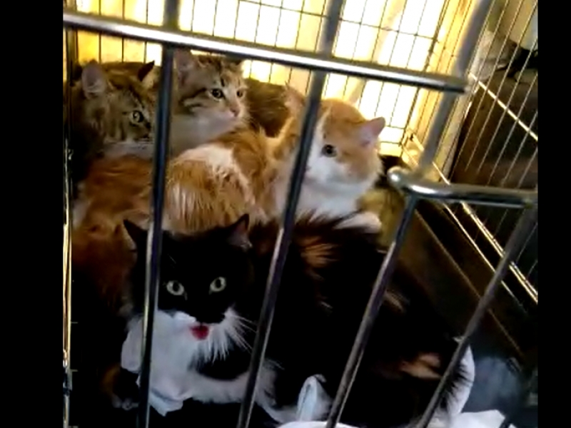 На Ставрополье кошки умершей пенсионерки стали пленницами заброшенной квартиры