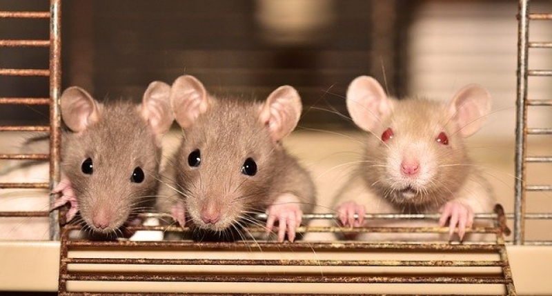 Крысы появляются из-за свалки рядом с магазином
