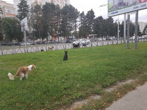 Ставропольских бездомных животных переселят в новый приют