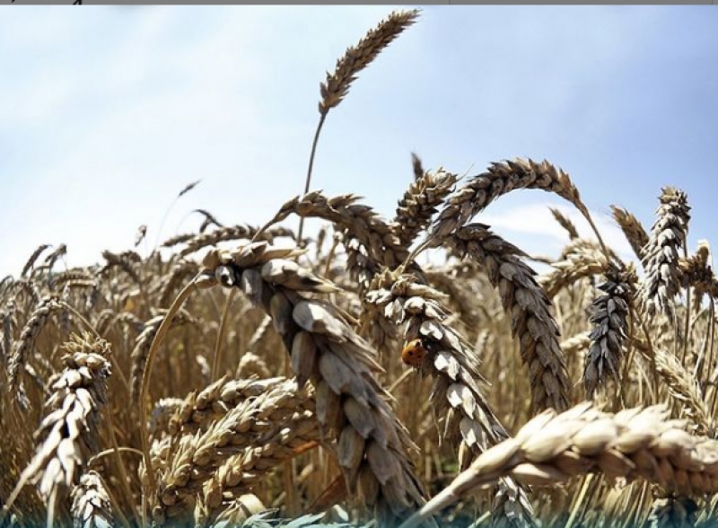 Пшеничное ставропольский край