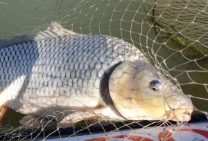 Полиция задержала браконьера на озере Маныч
