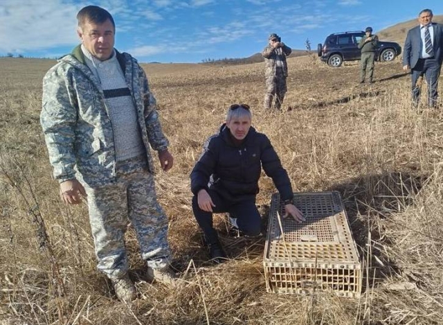 <i>В дикую природу КБР выпустили 50 северокавказских фазанов</i>