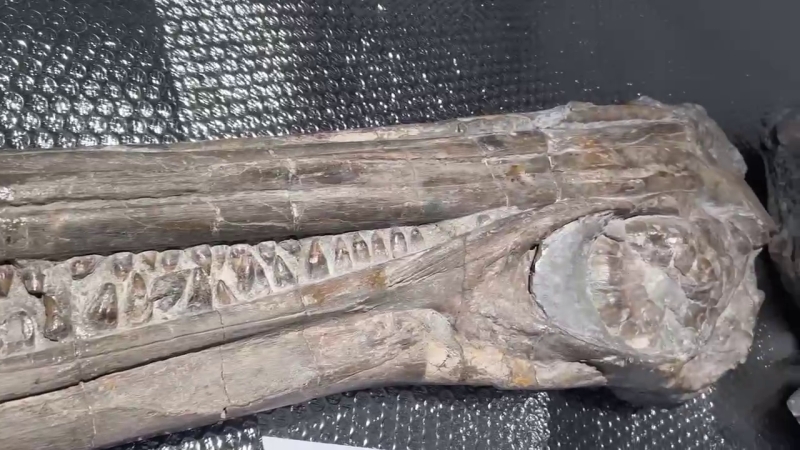 В Дербенте покажут окаменелость ихтиозавра возрастом 100 миллионов лет