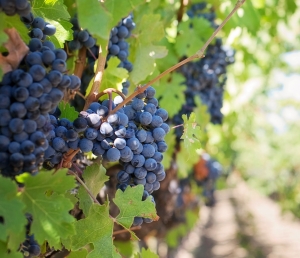 В Дагестане набрал обороты сбор винограда