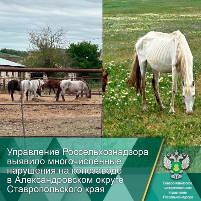 <i>На Ставрополье на конезавод с заморенными голодом лошадьми завезли корм</i>