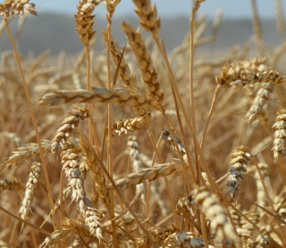 Ставропольские аграрии и депутаты готовят поправки в закон о семеноводстве