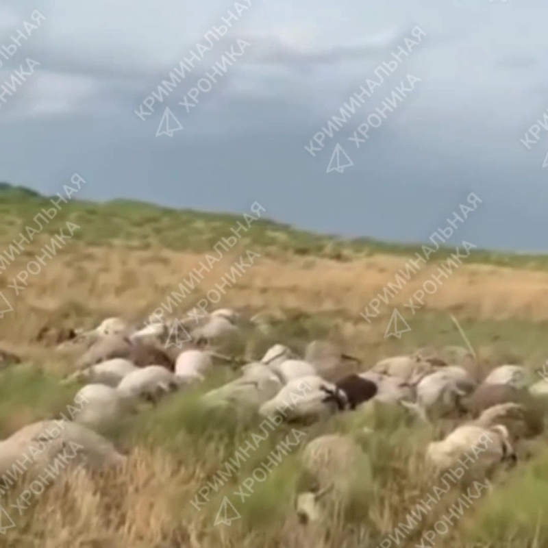 В Дагестане от удара молнии погиб мужчина и полсотни баранов
