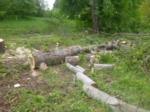 Жительница Кисловодска ответит за незаконный спил 20 деревьев