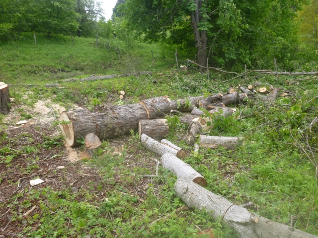 <i>Жительница Кисловодска ответит за незаконный спил 20 деревьев</i>