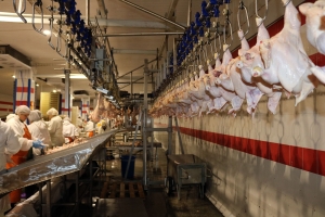 На Ставрополье появится новый комплекс по переработке мяса птицы
