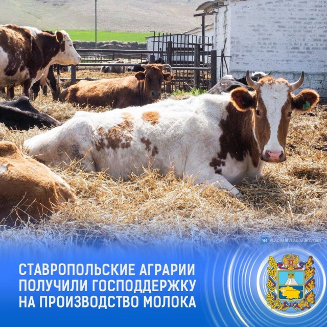 <i>На Ставрополье субсидии для производителей молока превысили 187 млн рублей</i>