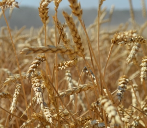 Несмотря на внешние ограничения, экспорт зерна из России увеличивается