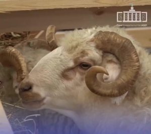 Овцеводы КБР завоевали 6 медалей на выставке племенных овец и коз в Каспийске