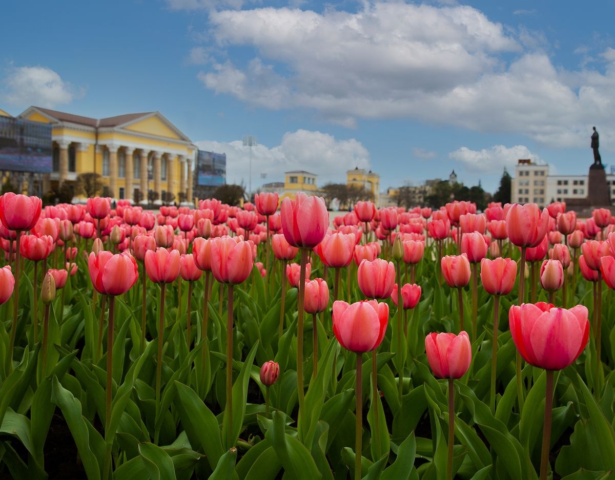 Где Можно Купить В Ставрополе Тюльпаны