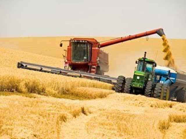 <i>В Будённовском районе урожайность пшеницы достигла почти 70 ц/га</i>