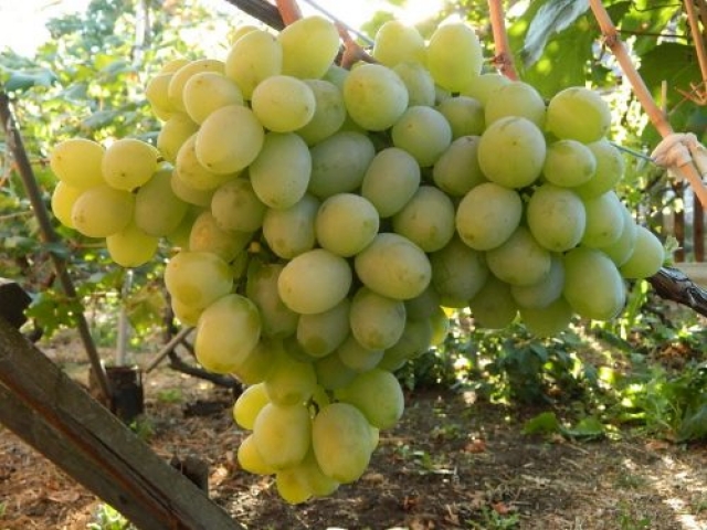 <i>Среднепоздний сорт винограда Бируинца</i>