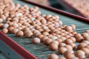 Ставропольские куры снесли на 20 млн яиц больше
